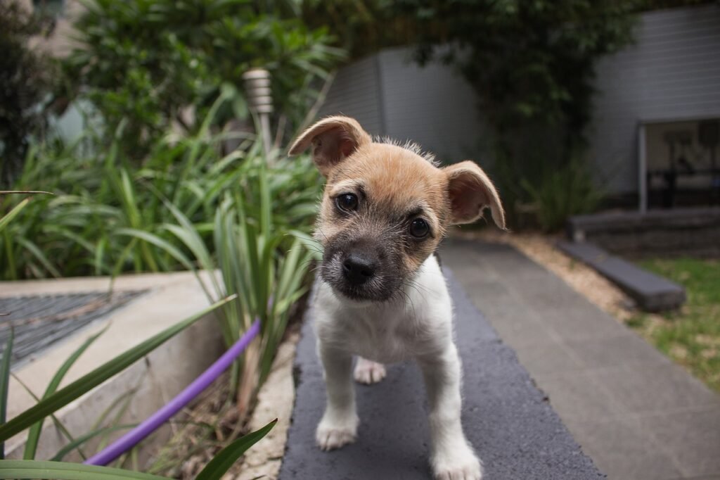 The Canine Quirk: Unraveling the Mystery of Head Tilting in Dogs