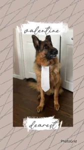 German Shepherd dog posing for Valentine's Day. 