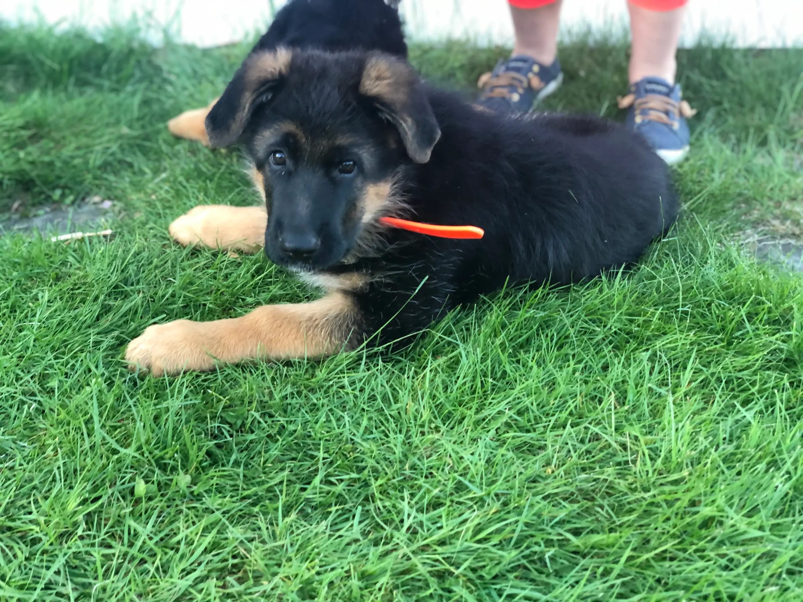 German Shepherd Puppy before he ate raw food